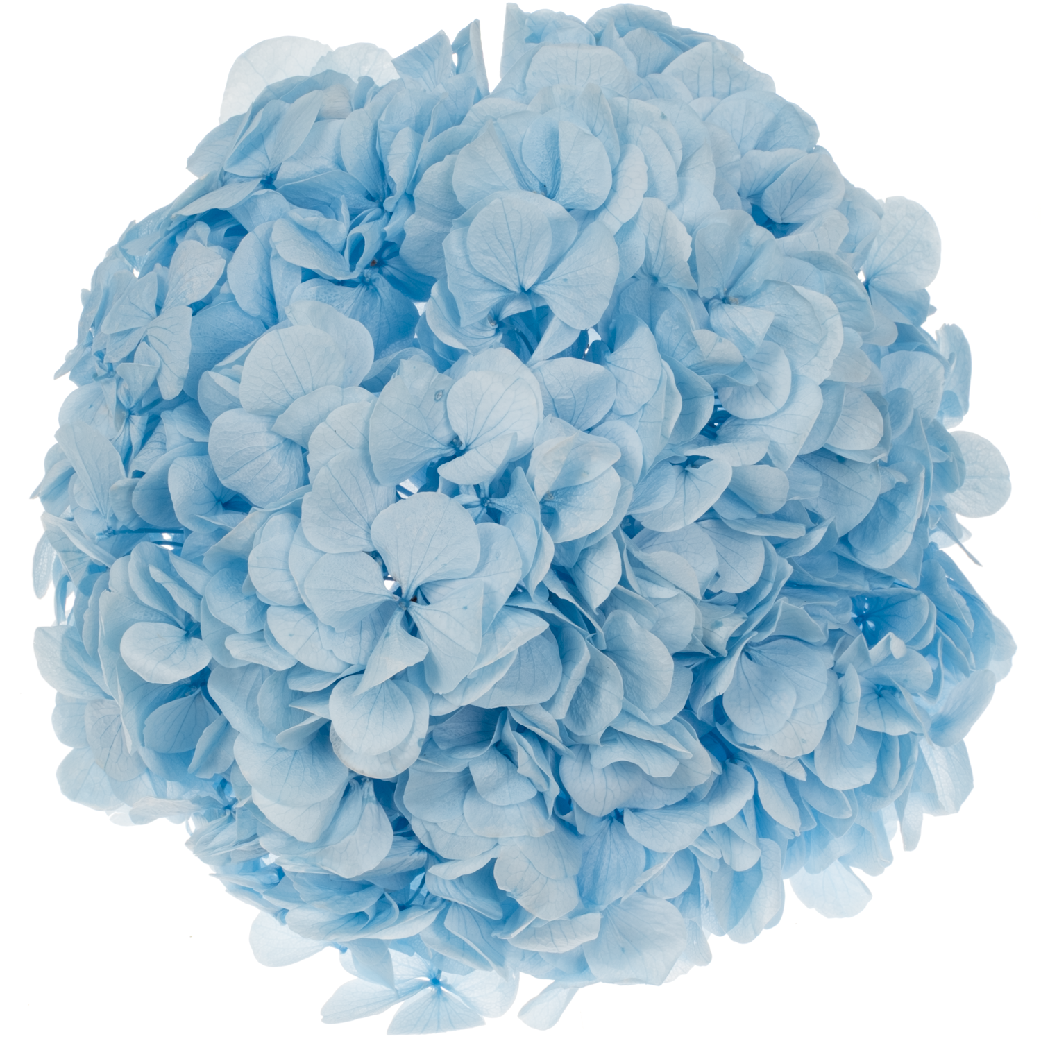Präparierte Hortensie hellblau Blu-89