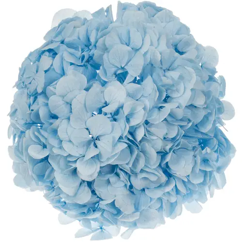 Präparierte Hortensie hellblau Blu-89