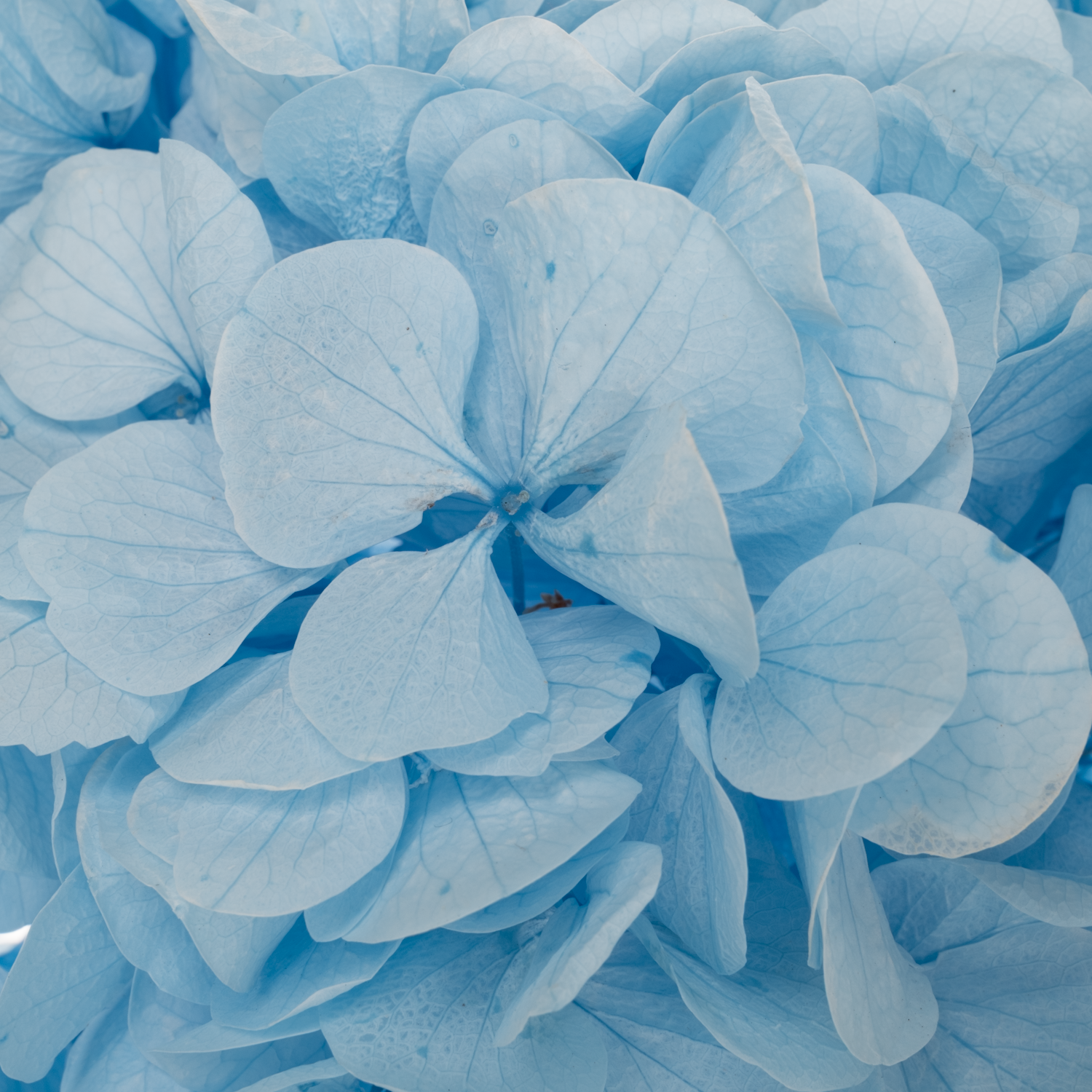Präparierte Hortensie hellblau Blu-89