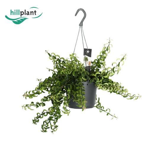 Aeschynanthus Swing im Ampeltopf T17