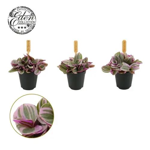 Tradescantia Sweetness T05,5 H10