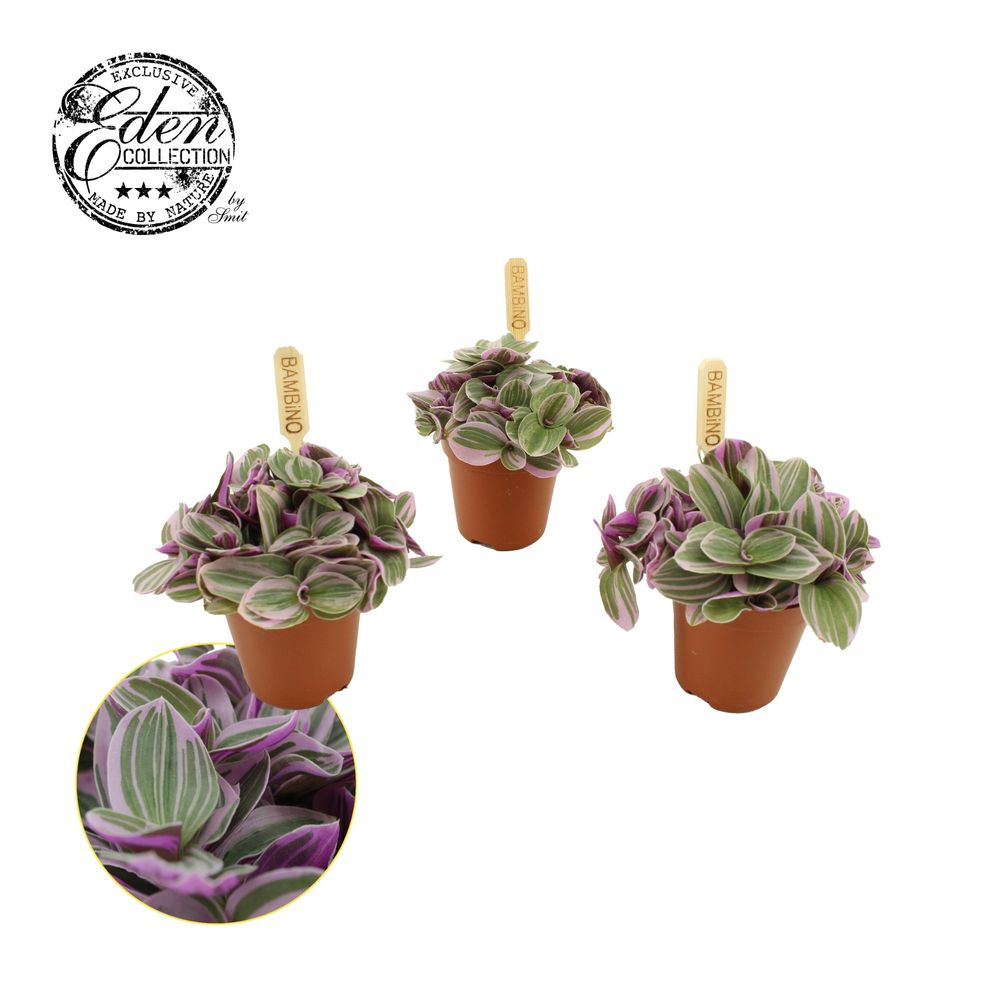 Tradescantia Sweetness T05,5 H10