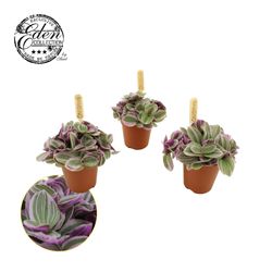 Tradescantia Sweetness T05,5 H10