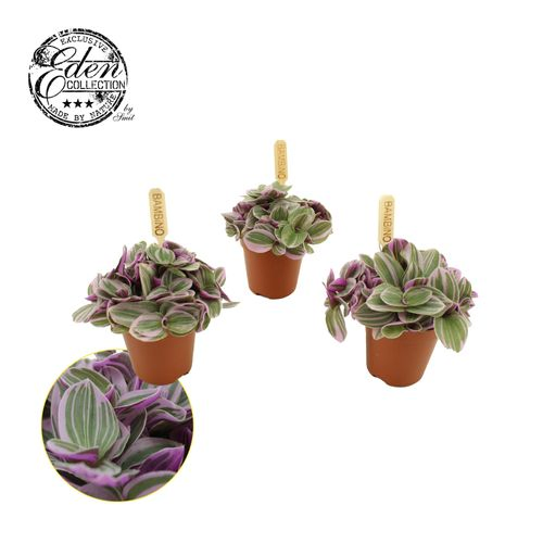 Tradescantia Sweetness T05,5 H10