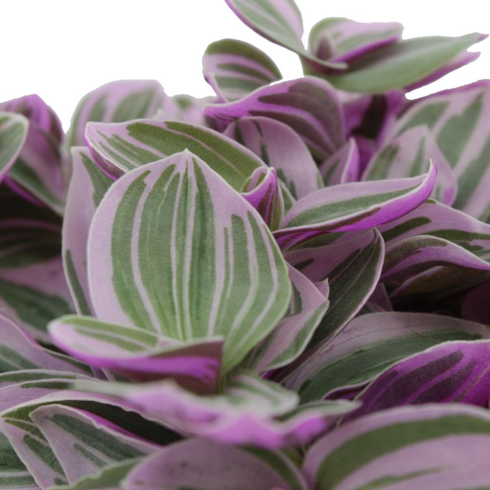 Tradescantia Sweetness T05,5 H10