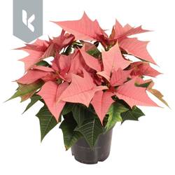 Poinsettia lachs Kayla 3+Blüte T10,5 H025