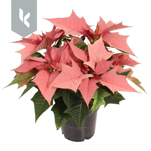 Poinsettia lachs Kayla 3+Blüte T10,5 H025