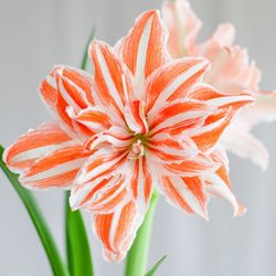 Amaryllis Krt.rot/weiss Dancing Queen X12