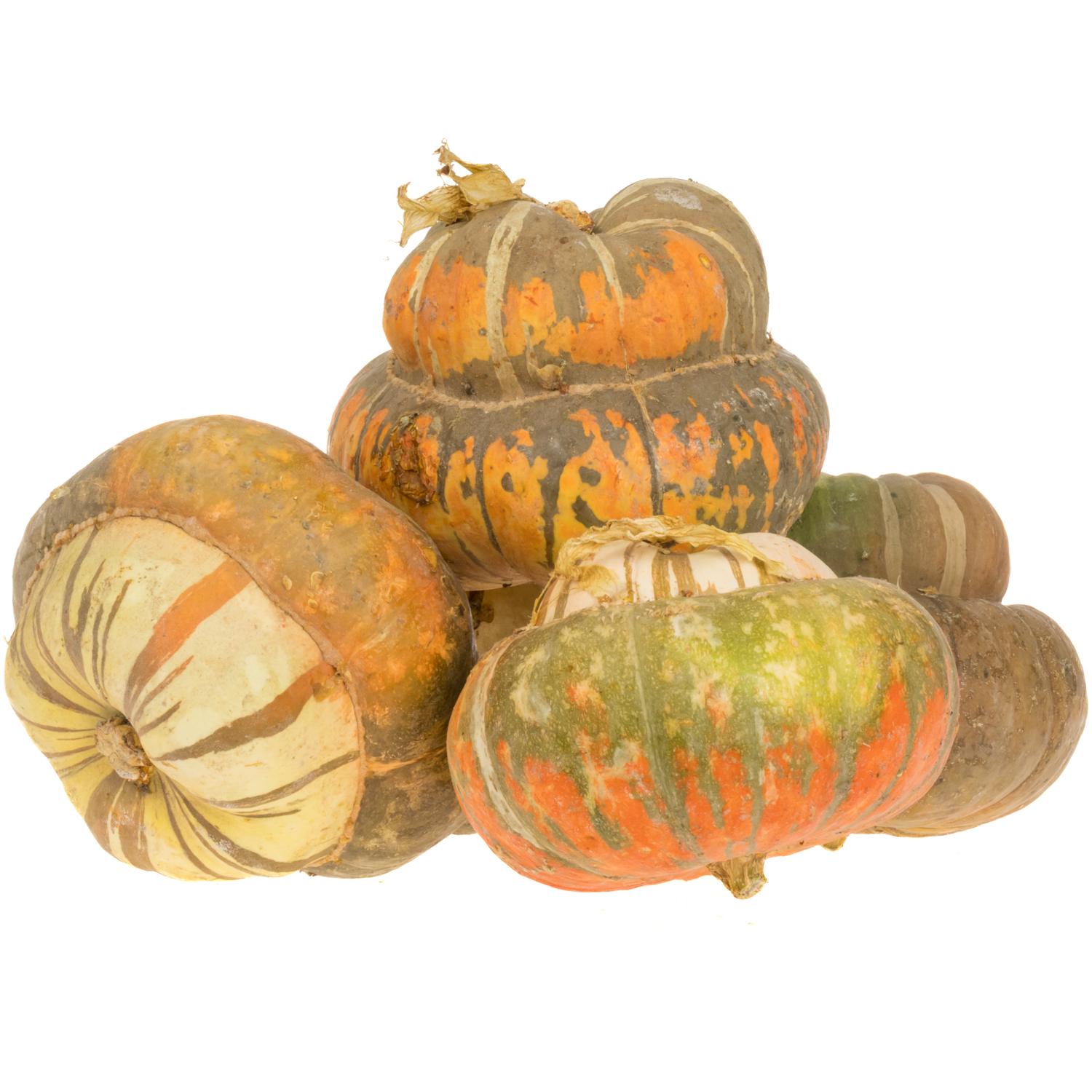 Zierkürbis mix Turkse Turban 15cm