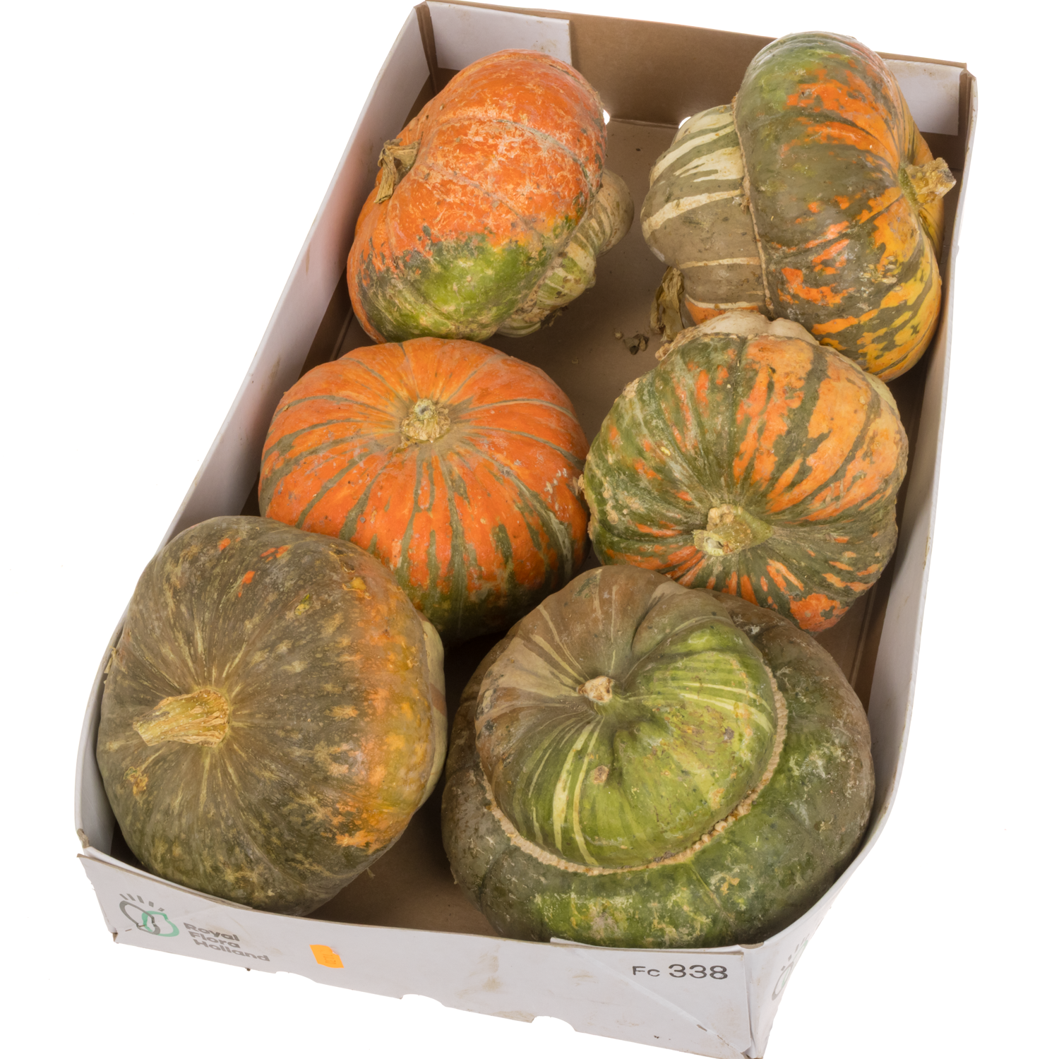 Zierkürbis mix Turkse Turban 15cm