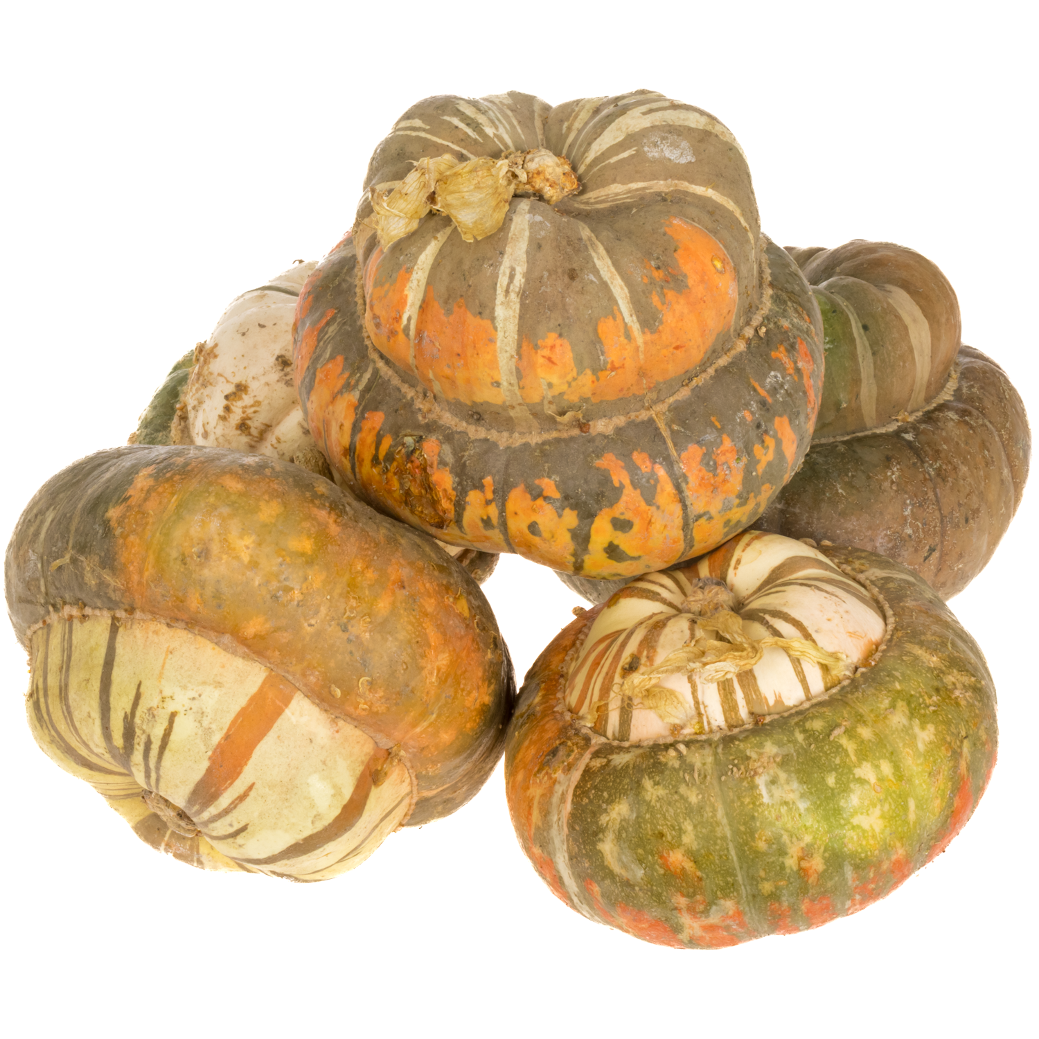 Zierkürbis mix Turkse Turban 15cm