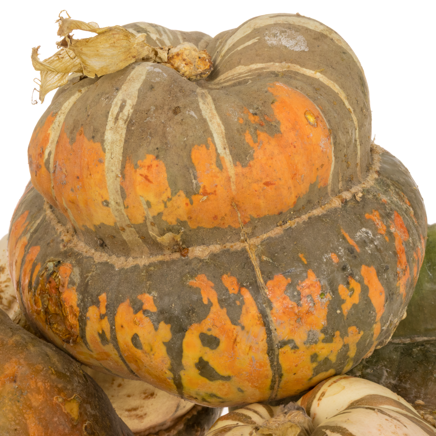 Zierkürbis mix Turkse Turban 15cm