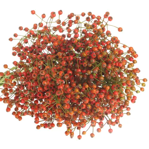 Hagebutte rot Autumn Joy 35cm