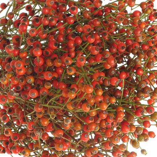 Hagebutte rot Autumn Joy 35cm