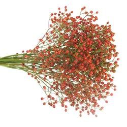 Hagebutte rot Autumn Joy 35cm