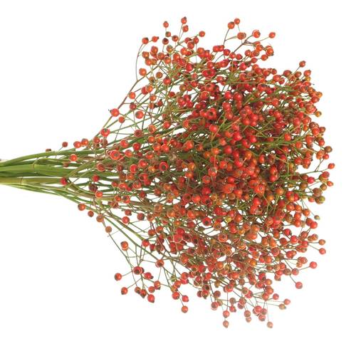Hagebutte rot Autumn Joy 35cm