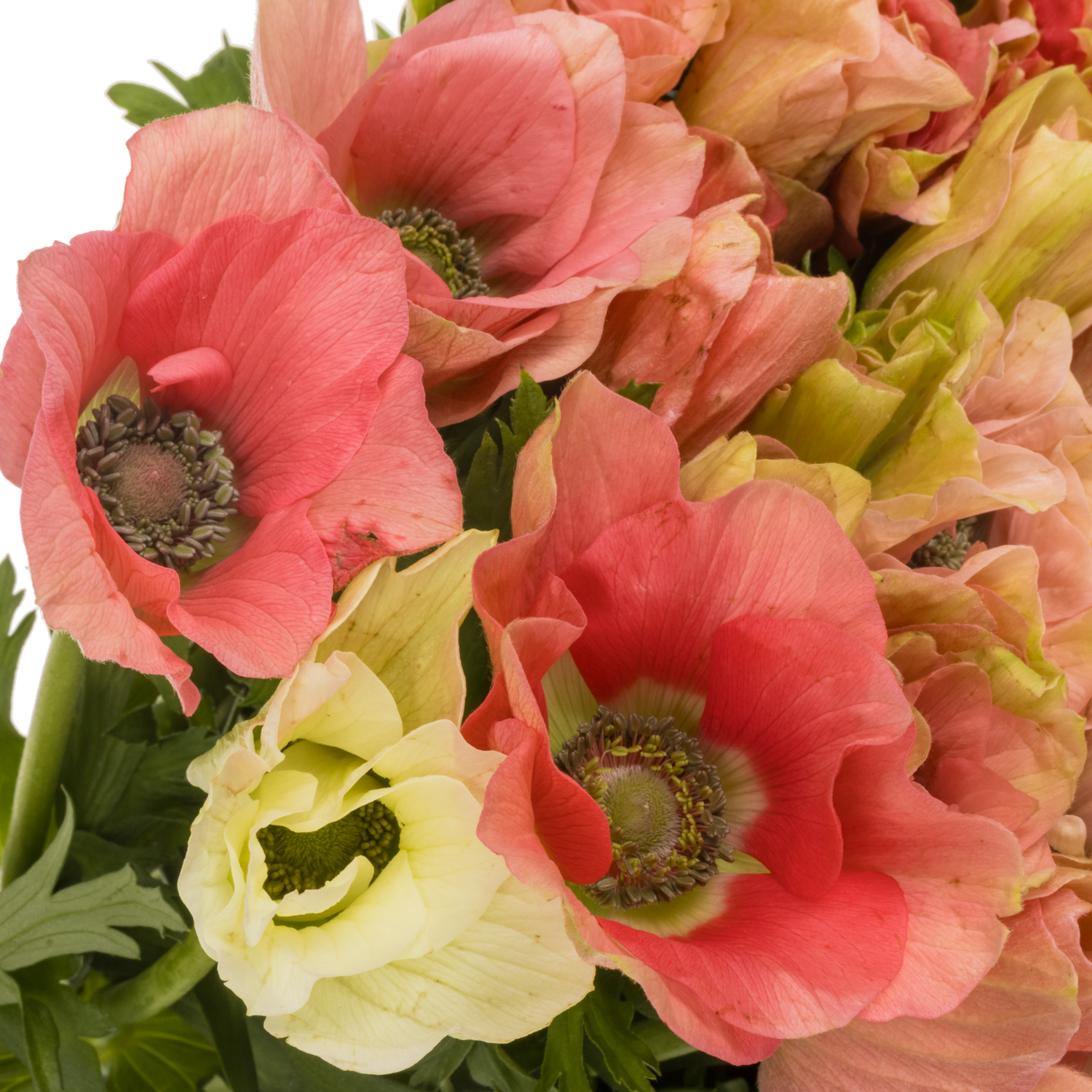 Anemone rosa Carmel Barbi Israel 40cm x 50