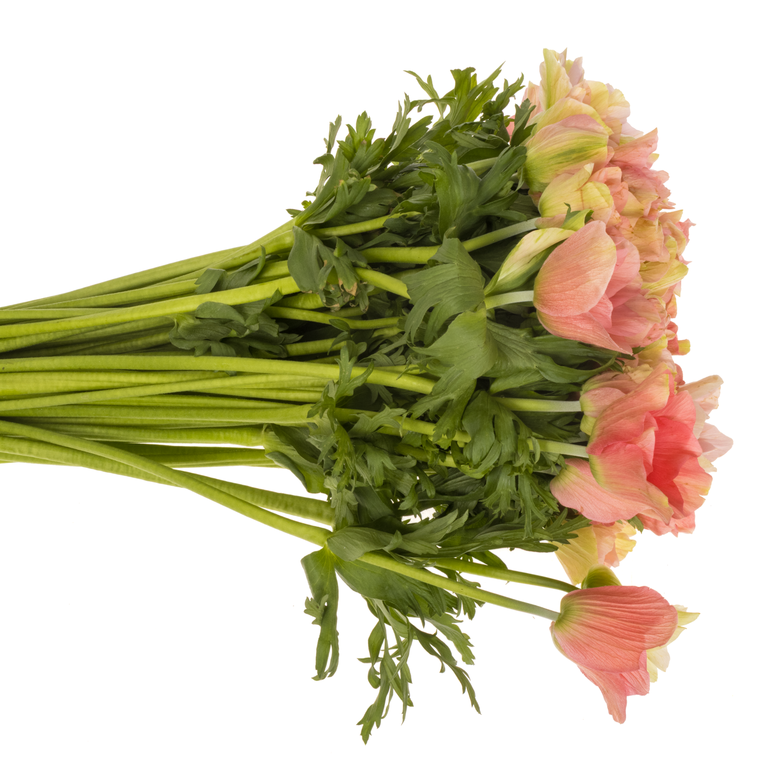 Anemone rosa Carmel Barbi Israel 40cm x 50