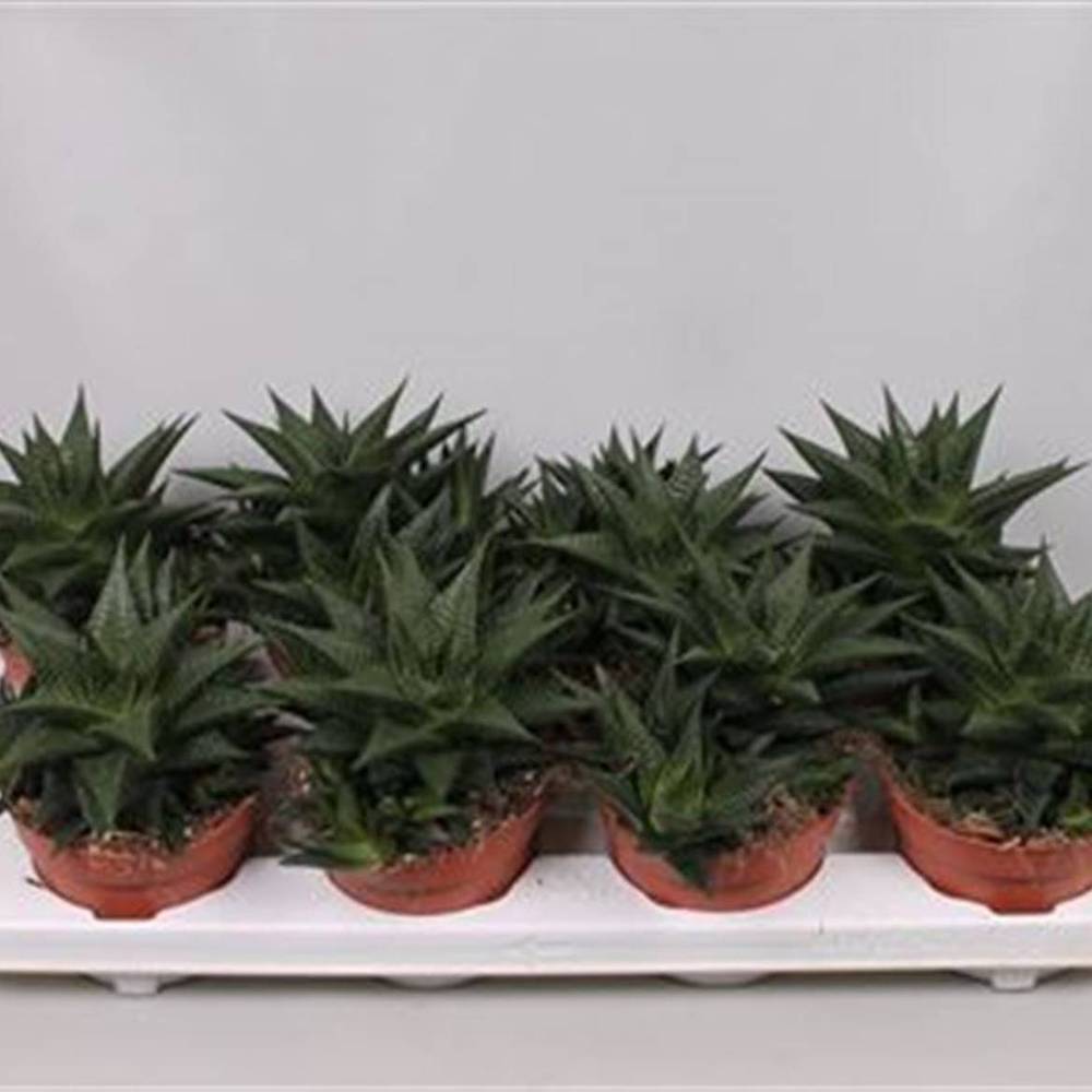 Haworthia T12 H20 Limfolia