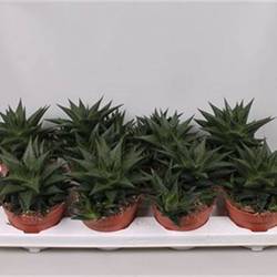 Haworthia T12 H20 Limfolia