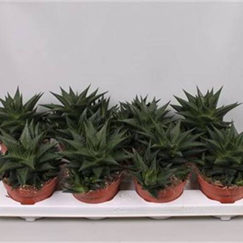 Haworthia T12 H20 Limfolia