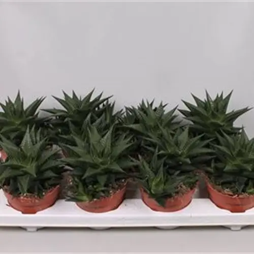Haworthia T12 H20 Limfolia