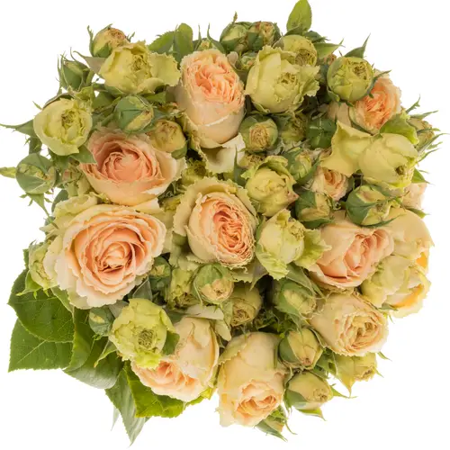 Rose Freiland apricot Lady Capri 2+Blüte 50cm