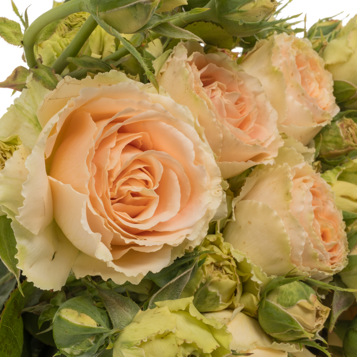 Rose Freiland apricot Lady Capri 2+Blüte 50cm