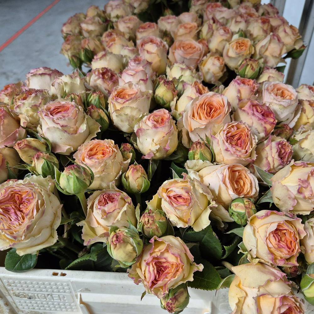 Rosa apricot Freiland Lady Capri 1+Blüte 50cm