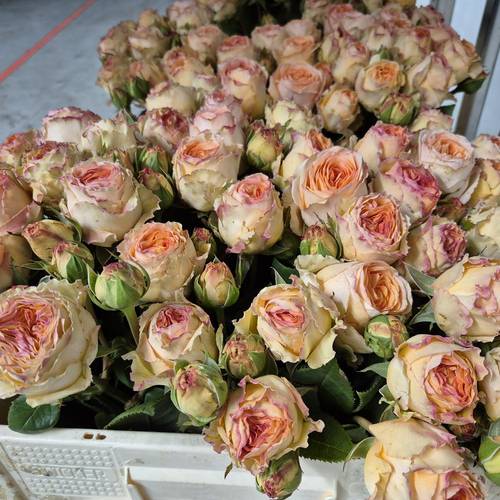 Rosa apricot Freiland Lady Capri 1+Blüte 50cm