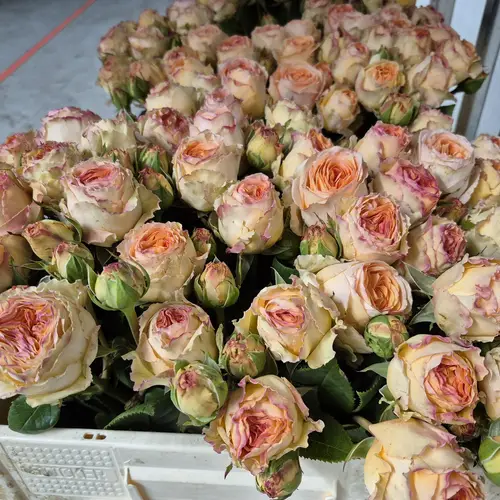 Rosa apricot Freiland Lady Capri 1+Blüte 50cm