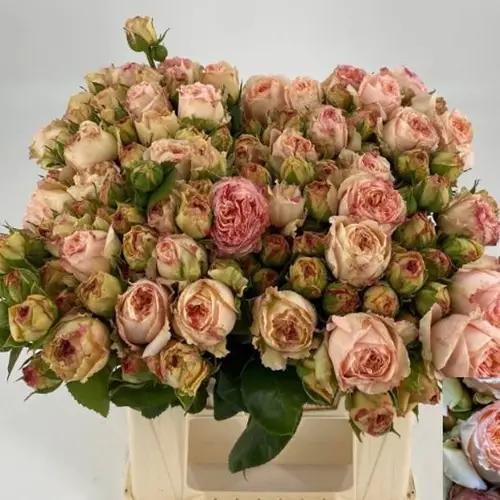 Rosa rosa Freiland Lady Capri 4+ 50cm