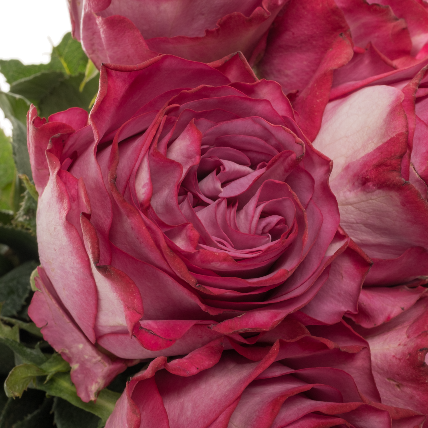 Rose fuchsia/rosa Garcia 50cm