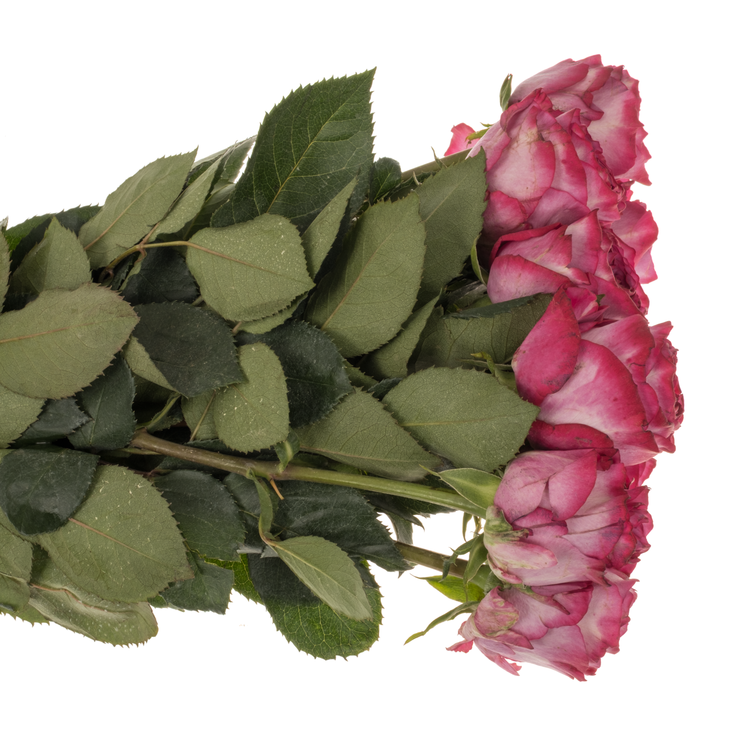 Rose fuchsia/rosa Garcia 50cm
