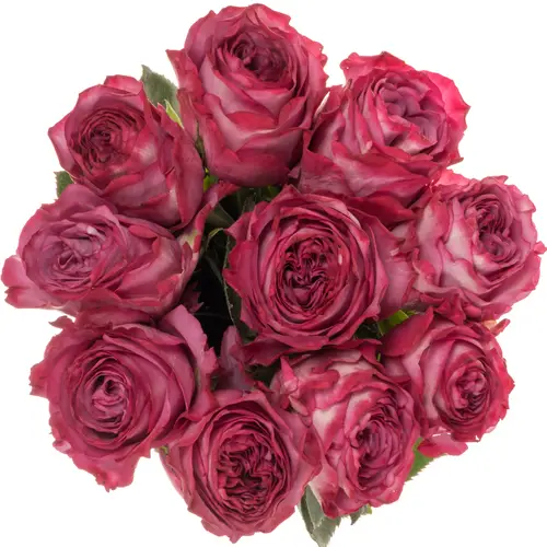 Rose fuchsia/rosa Garcia 50cm