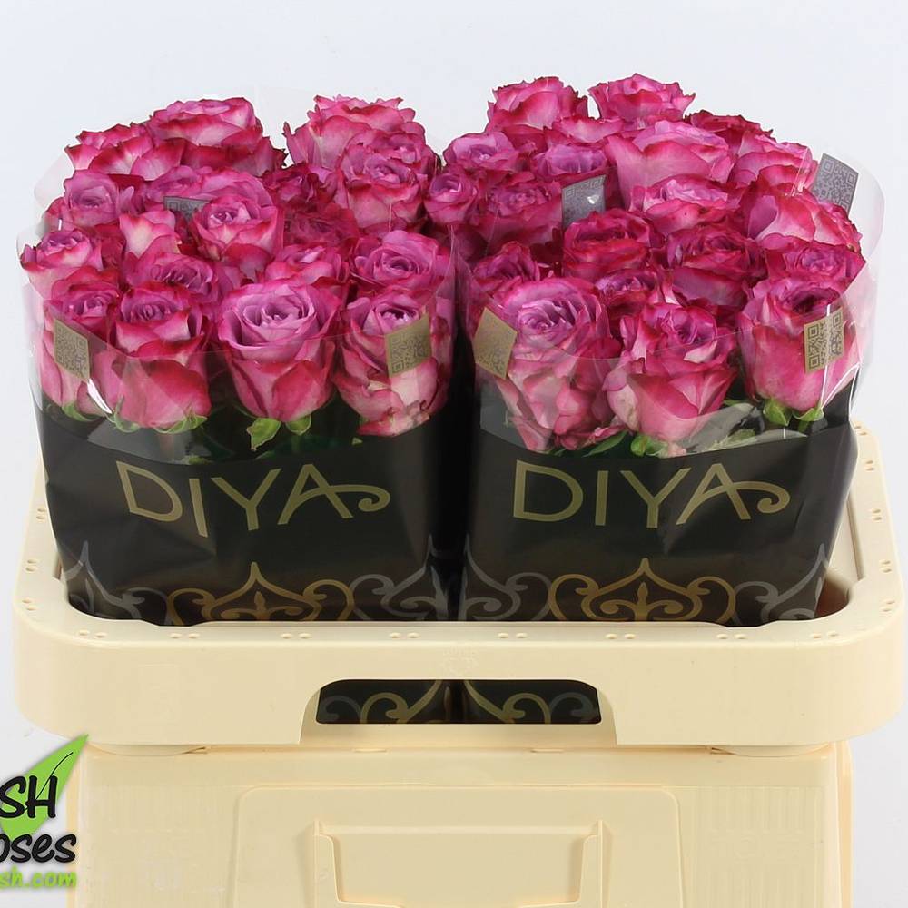 Rose fuchsia-rosa Garcia 60cm