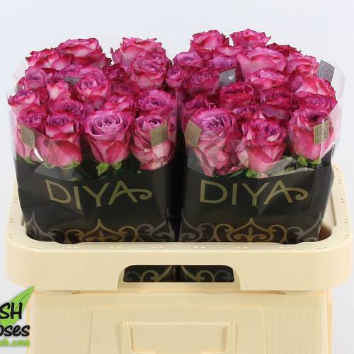 Rose fuchsia-rosa Garcia 60cm