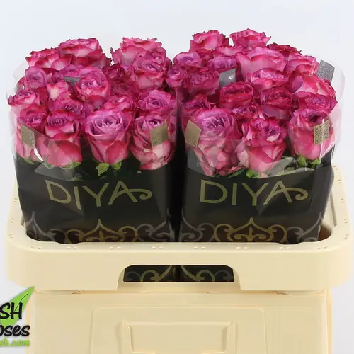 Rose fuchsia-rosa Garcia 60cm