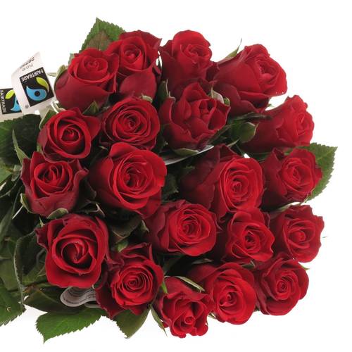 Rose rot Red Ribbon 50cm Fairtrade