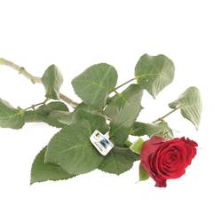 Rose rot Red Ribbon 50cm Fairtrade