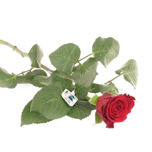 Rose rot Red Ribbon 50cm Fairtrade