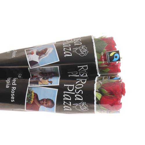 Rose rot Red Ribbon 50cm Fairtrade