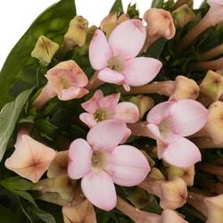 Bouvardie hell rosa Sweet jewel 50cm