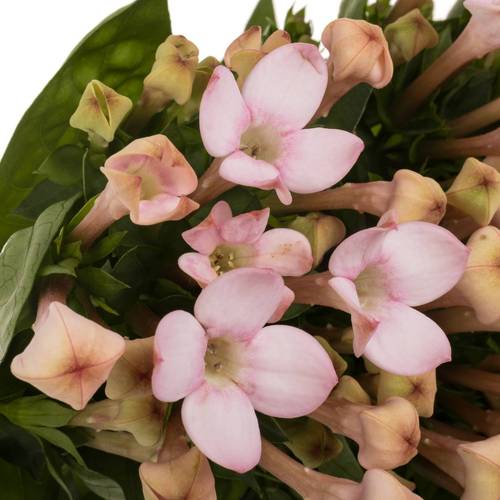 Bouvardie hell rosa Sweet jewel 50cm