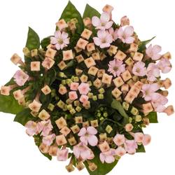 Bouvardie hell rosa Sweet jewel 50cm