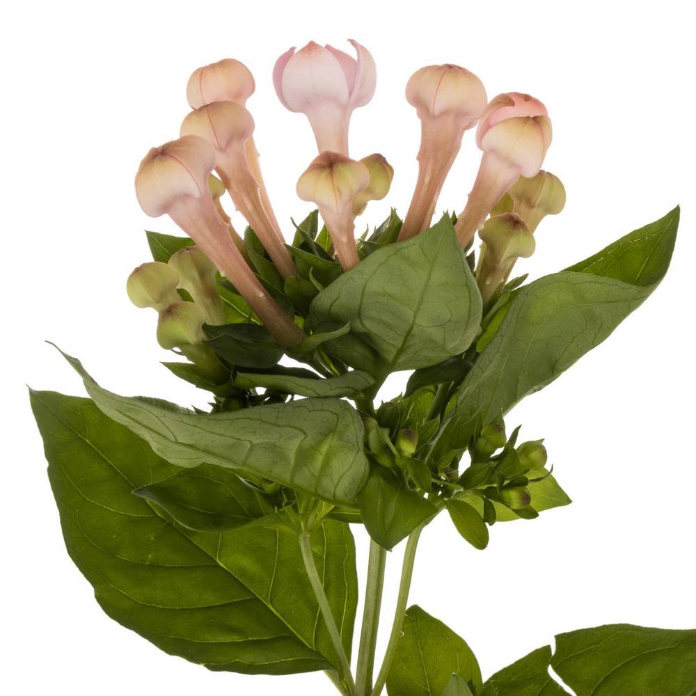 Bouvardie hell rosa Sweet jewel 50cm