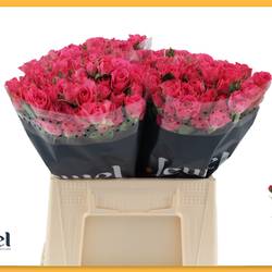 Rose verzweigt fuchsia Lovely Lydia 4+Blüte 40cm