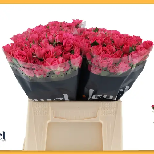 Rose verzweigt fuchsia Lovely Lydia 4+Blüte 40cm