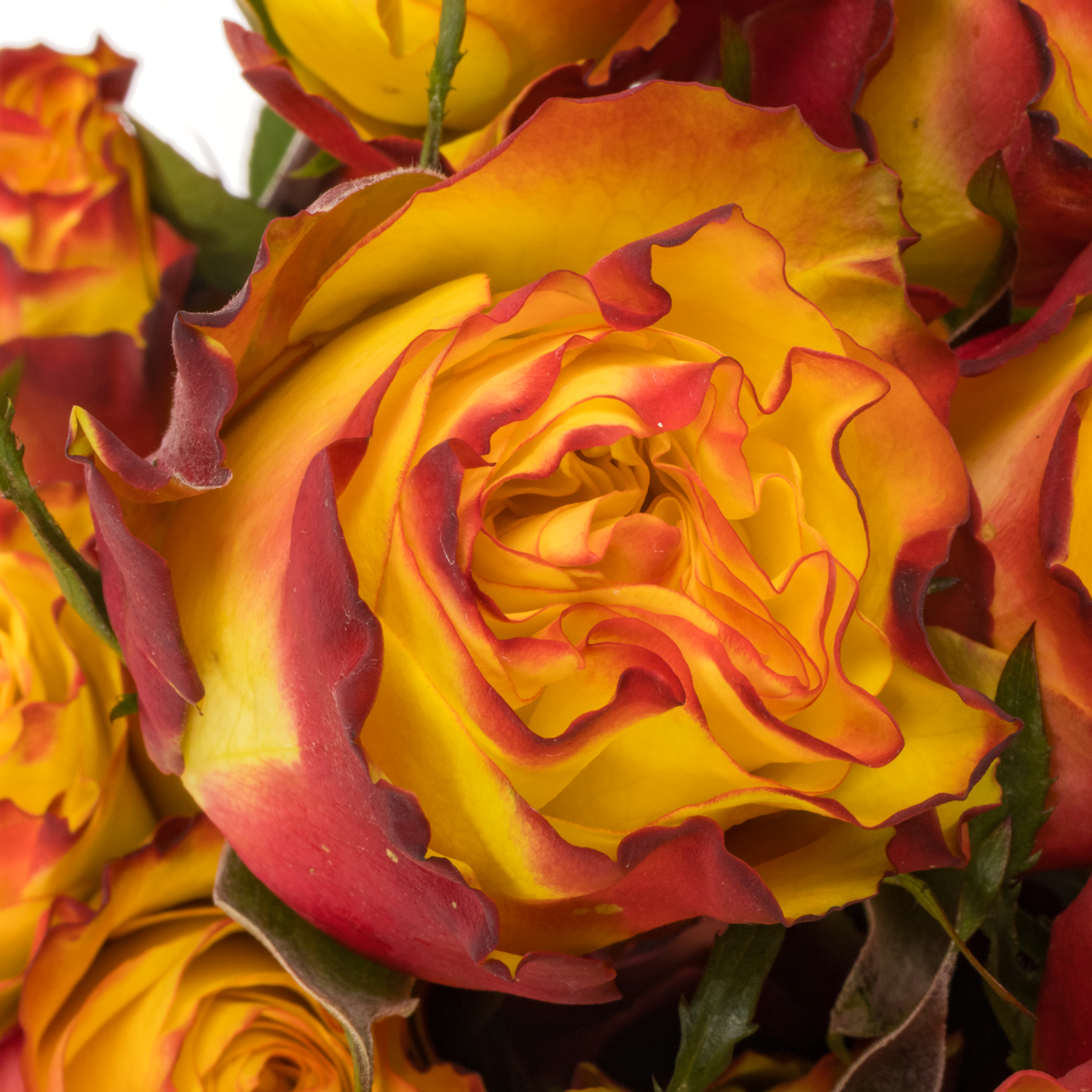 Rose gelb/rot Newsflash (Ec) 50cm