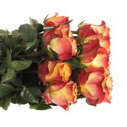 Rose gelb/rot Newsflash (Ec) 50cm